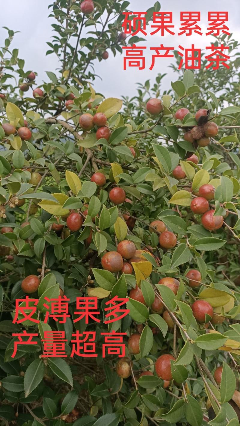 江西长林高产嫁接油茶苗茶籽树苗裸根苗杯苗皮溥果多出油率高