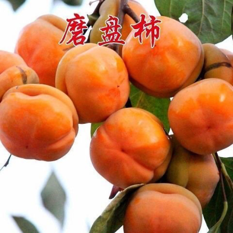 柿子苗富平牛心日本脆柿台湾脆柿磨盘品种齐全