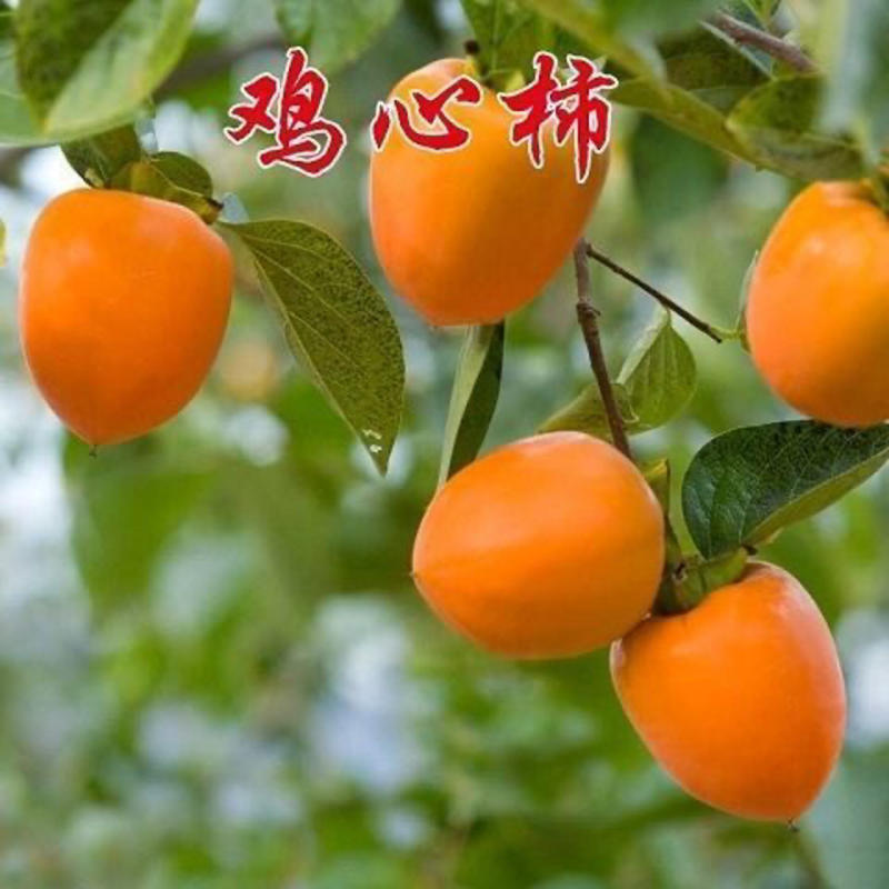 柿子苗富平牛心日本脆柿台湾脆柿磨盘品种齐全