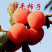 柿子苗富平牛心日本脆柿台湾脆柿磨盘品种齐全