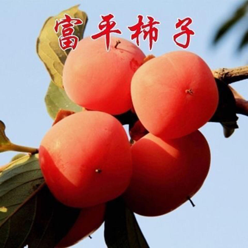 柿子苗富平牛心日本脆柿台湾脆柿磨盘品种齐全