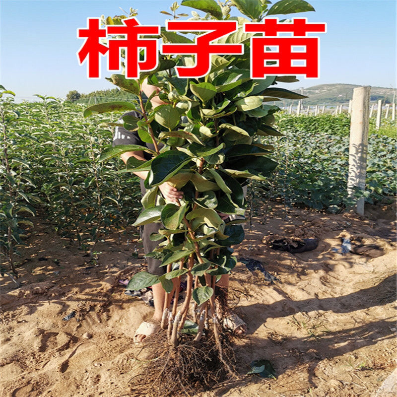 柿子苗富平牛心日本脆柿台湾脆柿磨盘品种齐全