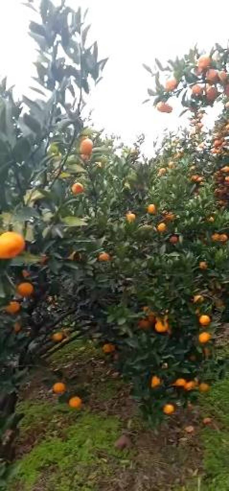 南丰贡桔现采现发，让你一口咬下去就是新鲜的味道，要的