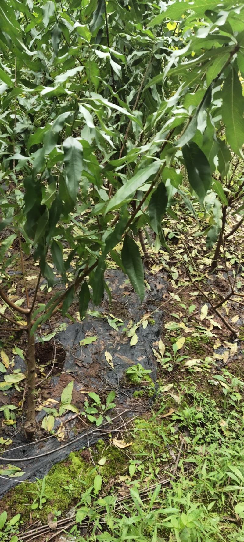 桃树苗80cm以上嫁接桃树苗。