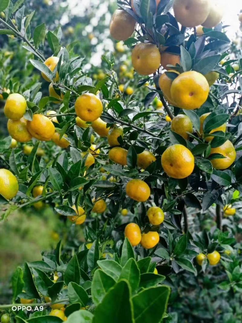 广西鹿寨县高山南丰蜜桔