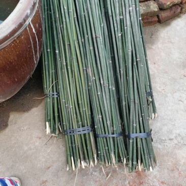 大批量供应优质大小竹子（南竹）