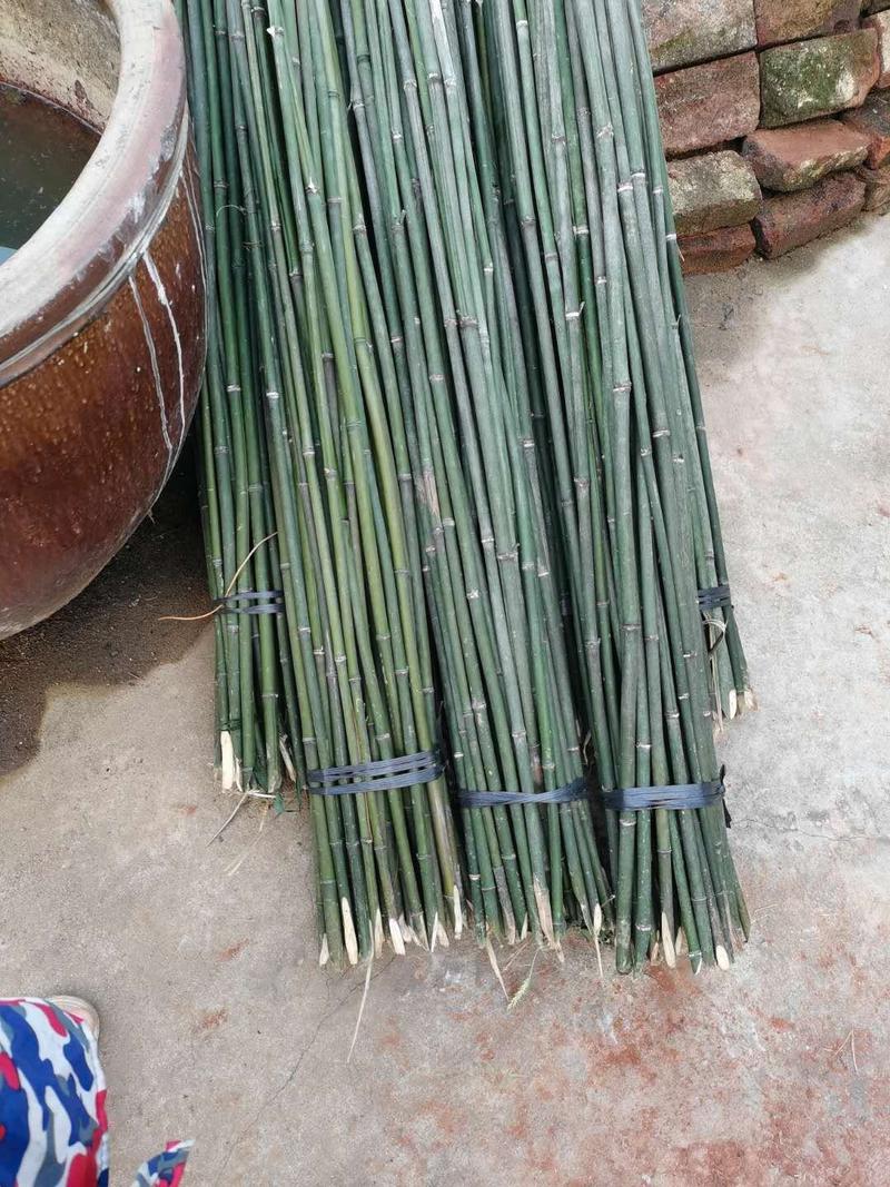 大批量供应优质大小竹子（南竹）