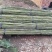 大批量供应优质大小竹子（南竹）