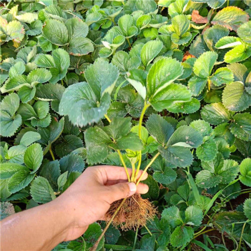 奶油草莓苗基地发货品种纯正技术指导死苗补发