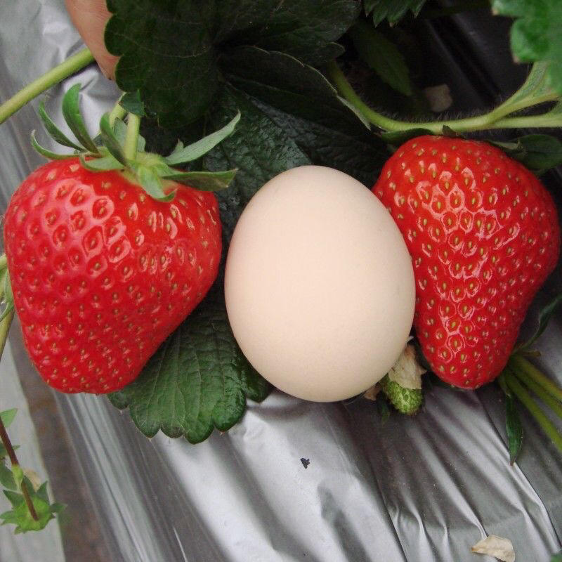 奶油草莓苗基地发货品种纯正技术指导死苗补发