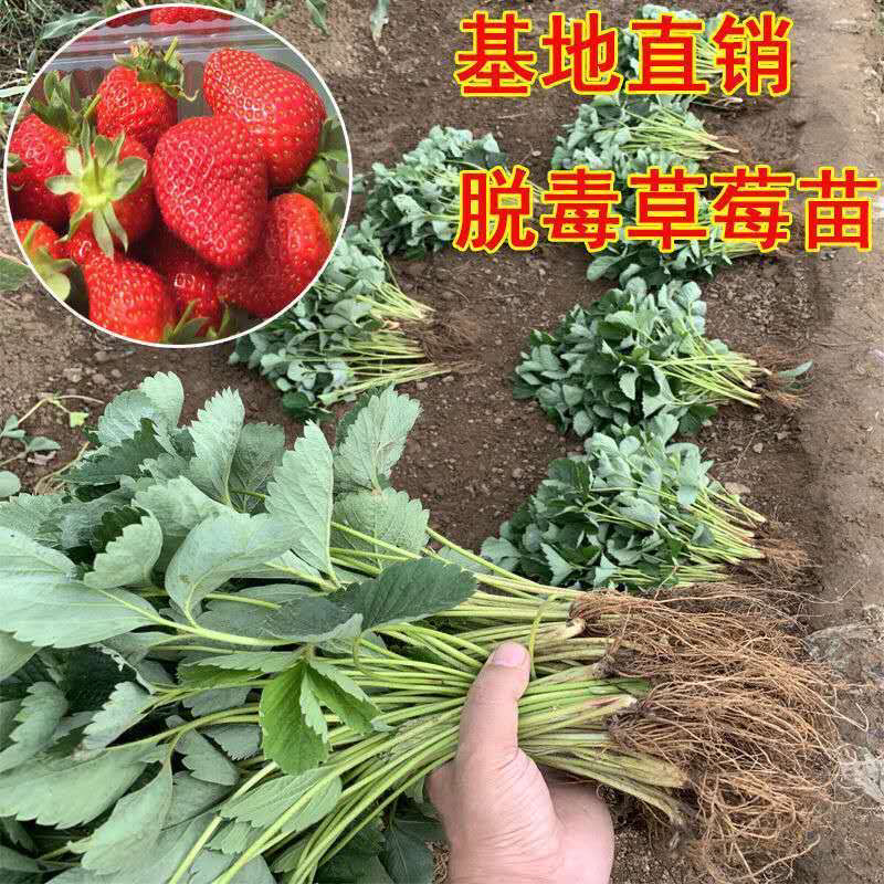 奶油草莓苗基地发货品种纯正技术指导死苗补发