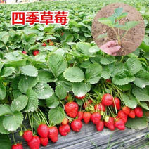 四季草莓苗基地发货发技术指导品种纯正死苗补发