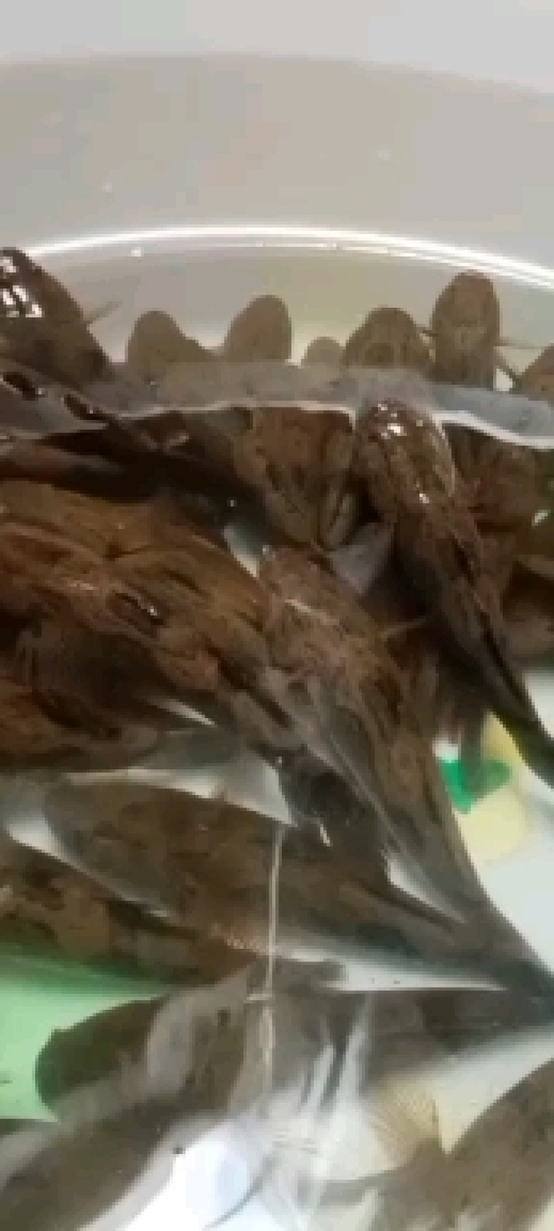 笋壳鱼，沙丰鱼，木头鱼，海南水库天然生长，长期供应，合作