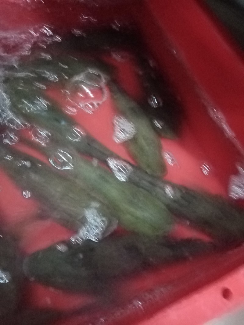 笋壳鱼，沙丰鱼，木头鱼，海南水库天然生长，长期供应，合作