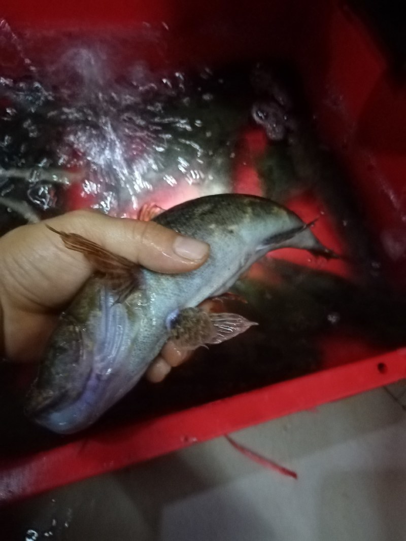 笋壳鱼，沙丰鱼，木头鱼，海南水库天然生长，长期供应，合作