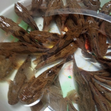 笋壳鱼，沙丰鱼，木头鱼，海南水库天然生长，长期供应，合作