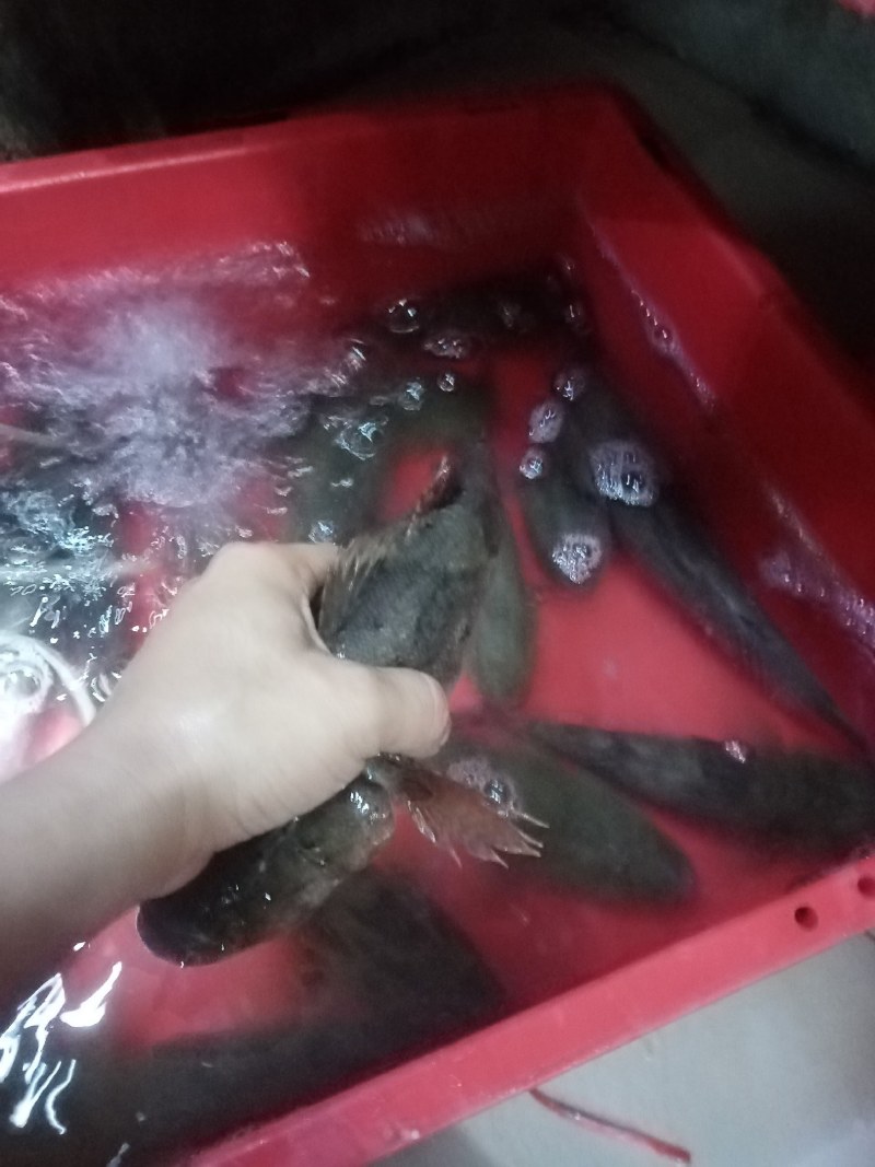 笋壳鱼，沙丰鱼，木头鱼，海南水库天然生长，长期供应，合作