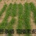 菊苣种籽养殖大叶多年生四季牧草种子鱼羊牛兔鸡鸭鹅猪草种孑