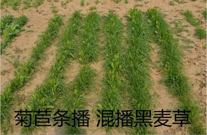 菊苣种籽养殖大叶多年生四季牧草种子鱼羊牛兔鸡鸭鹅猪草种孑