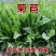 菊苣种籽养殖大叶多年生四季牧草种子鱼羊牛兔鸡鸭鹅猪草种孑