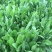 菊苣种籽养殖大叶多年生四季牧草种子鱼羊牛兔鸡鸭鹅猪草种孑