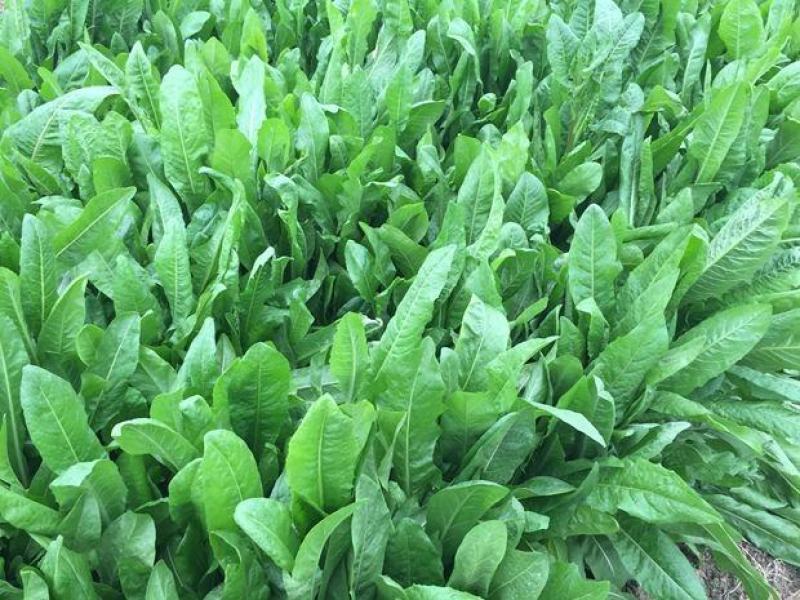 菊苣种籽养殖大叶多年生四季牧草种子鱼羊牛兔鸡鸭鹅猪草种孑