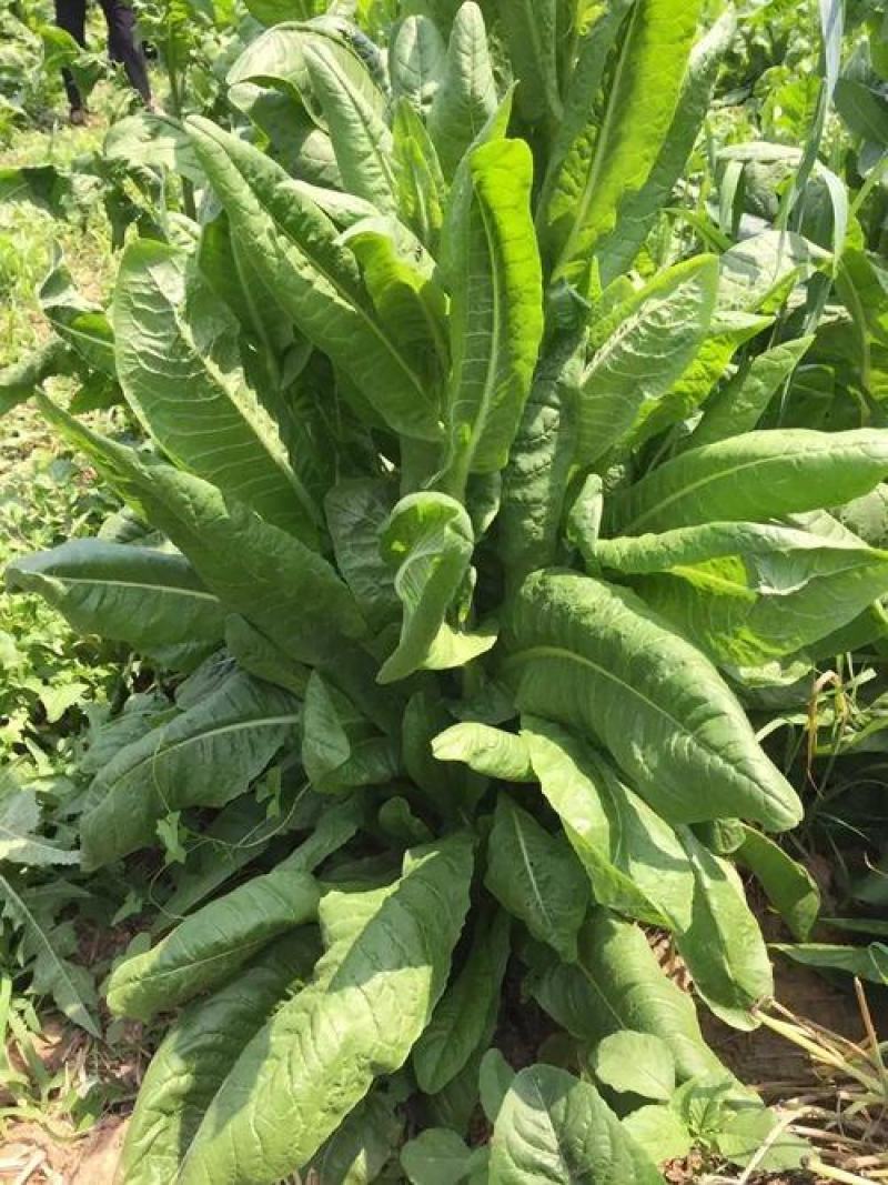 菊苣种籽养殖大叶多年生四季牧草种子鱼羊牛兔鸡鸭鹅猪草种孑