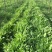 菊苣种籽养殖大叶多年生四季牧草种子鱼羊牛兔鸡鸭鹅猪草种孑