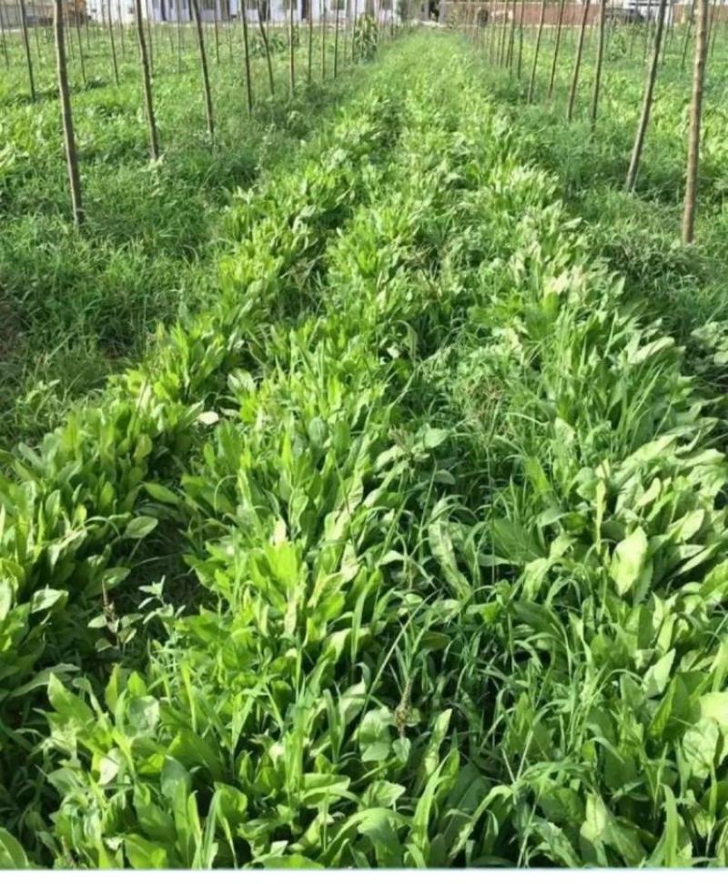 菊苣种籽养殖大叶多年生四季牧草种子鱼羊牛兔鸡鸭鹅猪草种孑
