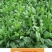 菊苣种籽养殖大叶多年生四季牧草种子鱼羊牛兔鸡鸭鹅猪草种孑