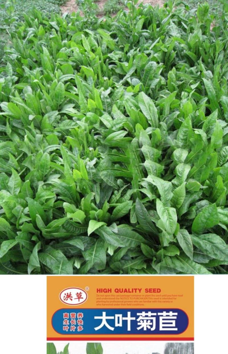 菊苣种籽养殖大叶多年生四季牧草种子鱼羊牛兔鸡鸭鹅猪草种孑