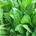 菊苣种籽养殖大叶多年生四季牧草种子鱼羊牛兔鸡鸭鹅猪草种孑