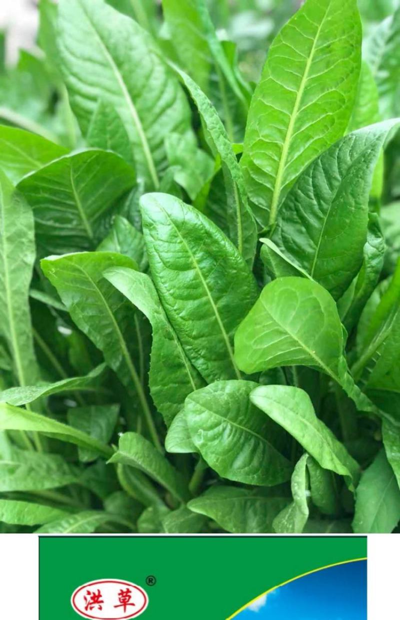 菊苣种籽养殖大叶多年生四季牧草种子鱼羊牛兔鸡鸭鹅猪草种孑