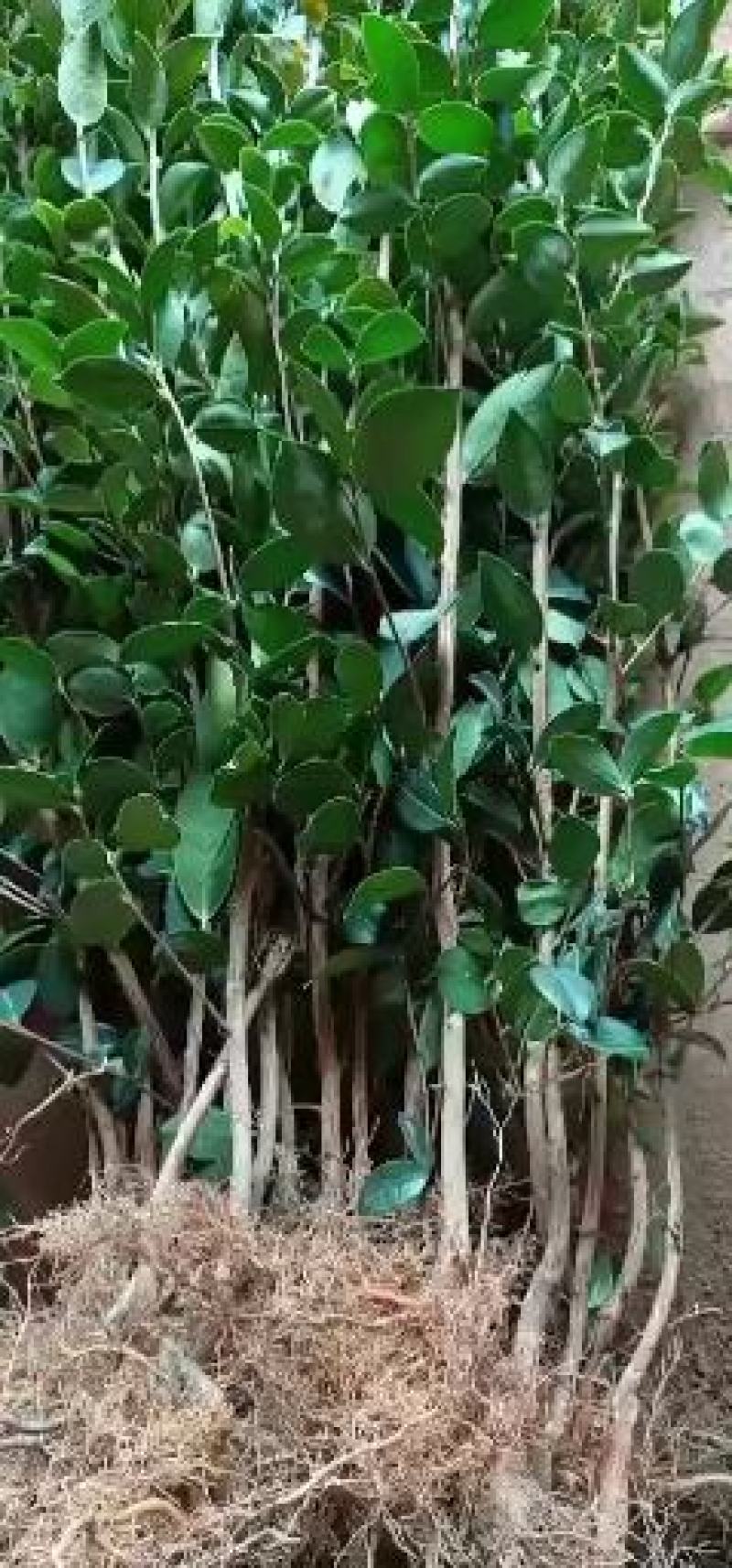 长林系列高产嫁接油茶苗，茶树苗皮溥果多出油率高。
