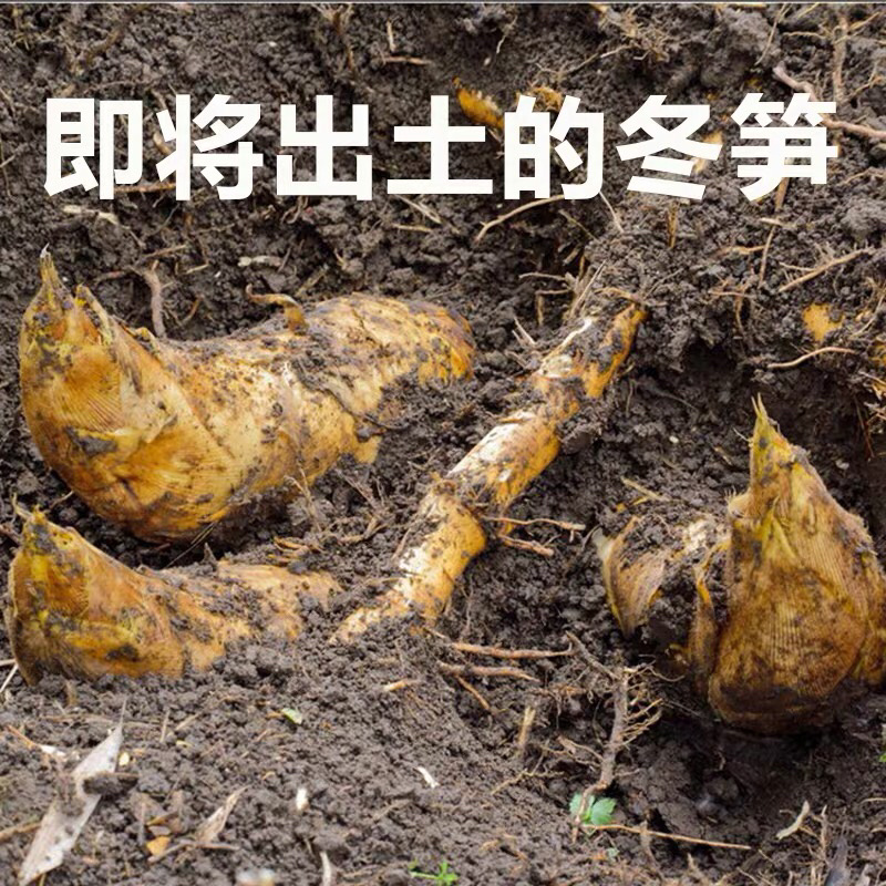 2020江西新鲜楠竹冬笋黄泥巴冬笋支持一件代发
