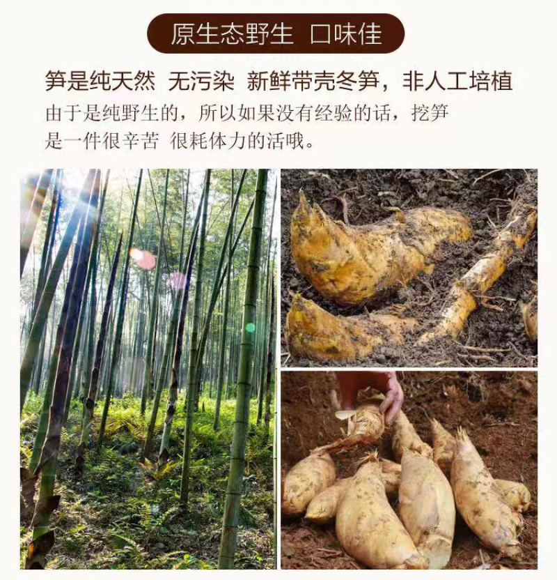 2020江西新鲜楠竹冬笋黄泥巴冬笋支持一件代发