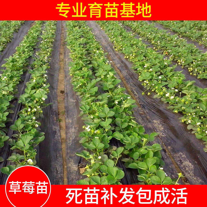 白草莓苗基地发货品种纯正技术指导死苗补发