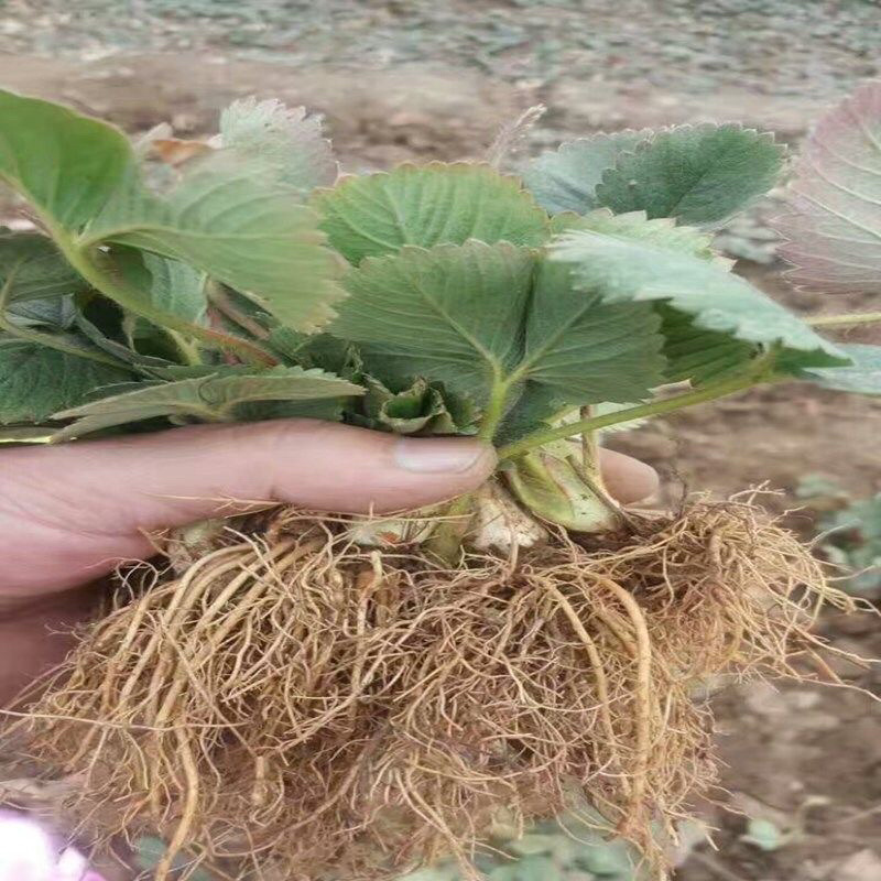 甜宝草莓苗基地直发品种纯正技术指导死苗补发