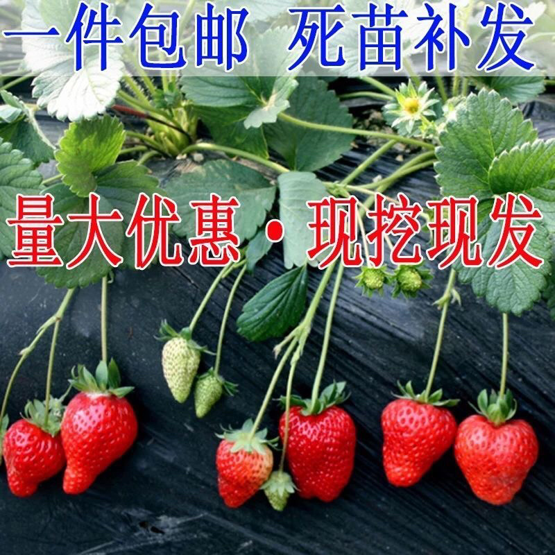 甜宝草莓苗基地直发品种纯正技术指导死苗补发