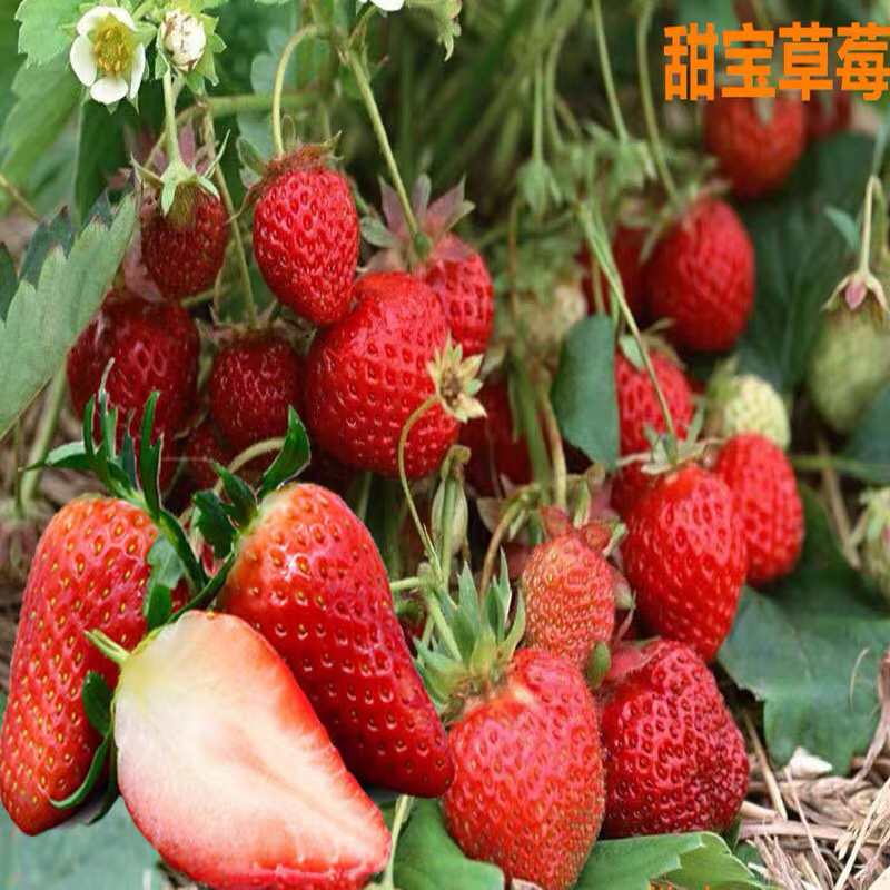 甜宝草莓苗基地直发品种纯正技术指导死苗补发