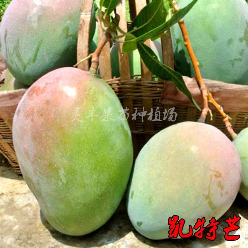 各种芒果苗数量充足。