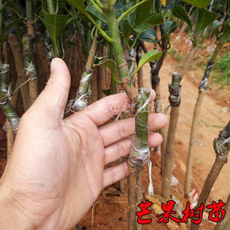 各种芒果苗数量充足。