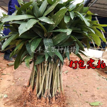 各种芒果苗数量充足。