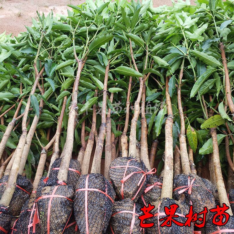 各种芒果苗数量充足。