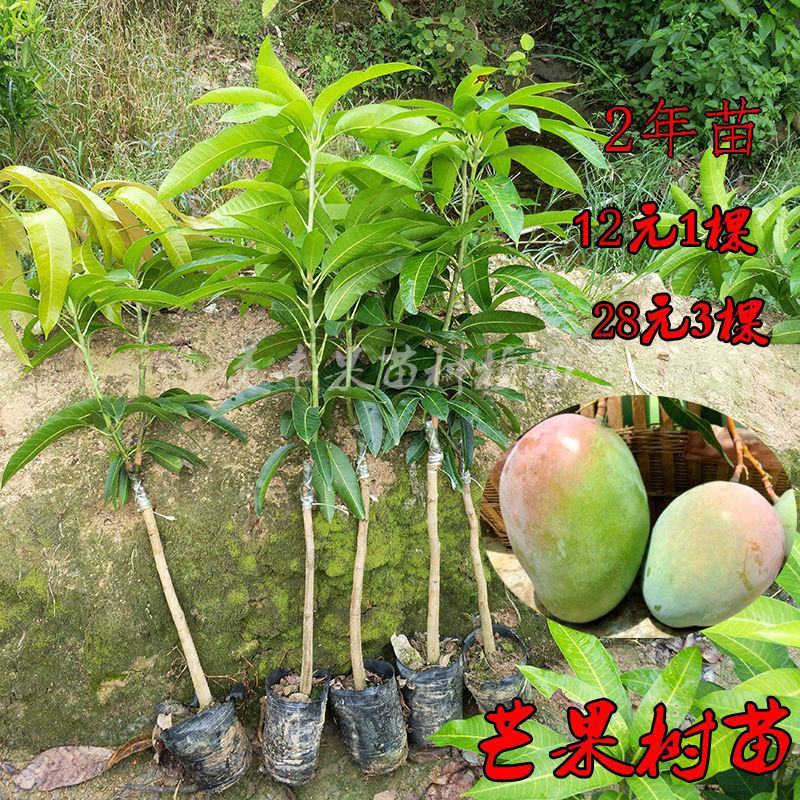 各种芒果苗数量充足。