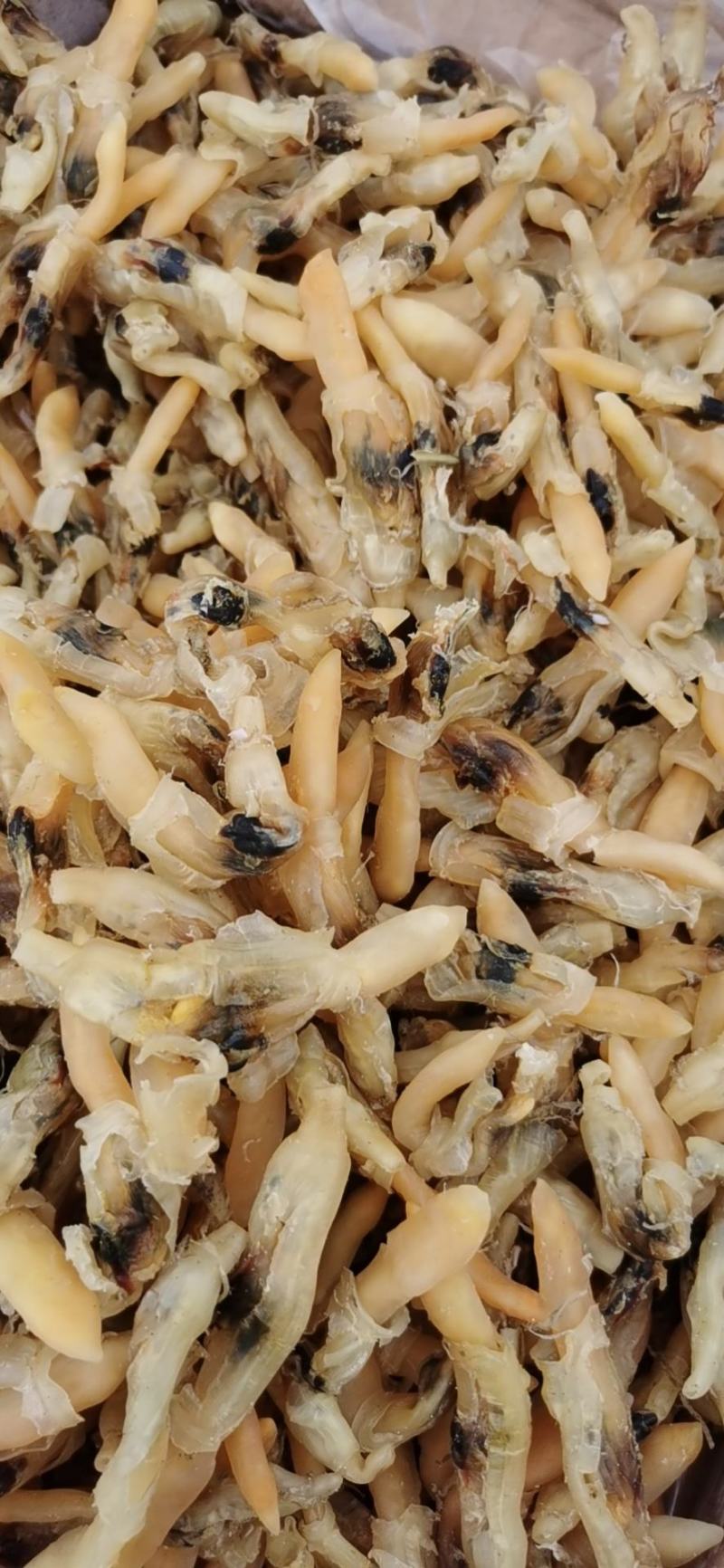 蛏王干，干度有九成支持一件代发，有大量现货