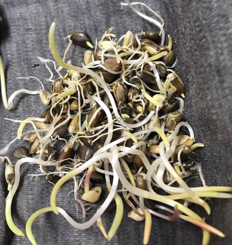 墨西哥玉米草种子阔叶大刍草畜禽牧草籽猪牛羊鸡鸭鹅鱼兔