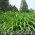 墨西哥玉米草种子阔叶大刍草畜禽牧草籽猪牛羊鸡鸭鹅鱼兔
