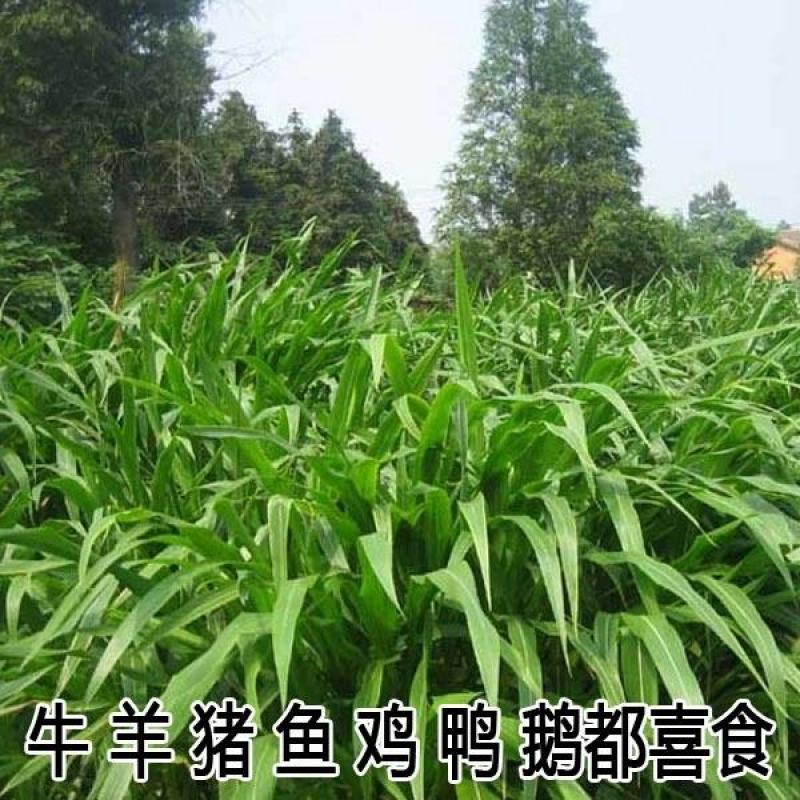 墨西哥玉米草种子阔叶大刍草畜禽牧草籽猪牛羊鸡鸭鹅鱼兔