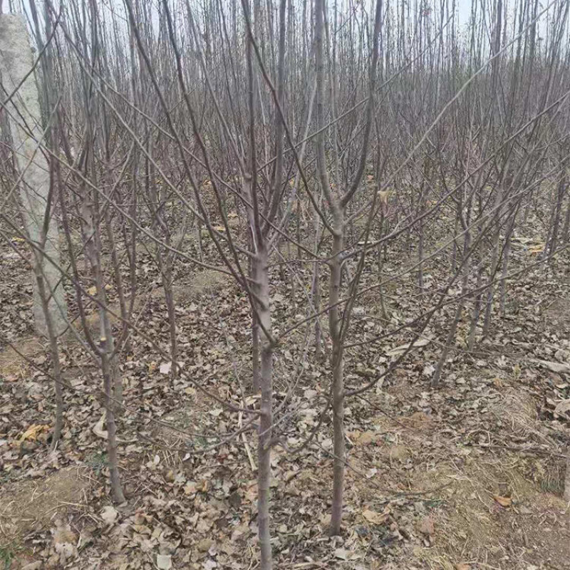 红肉苹果树苗基地直发技术指导品种纯正死苗补发